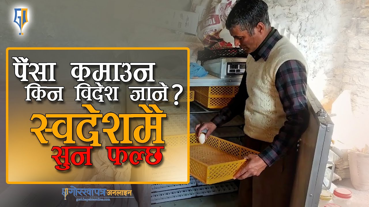 यसरी नेपालमै सुन फलाउन सकिन्छ , वार्षिक ४० लाख आम्दानी !(भिडियोसहित)