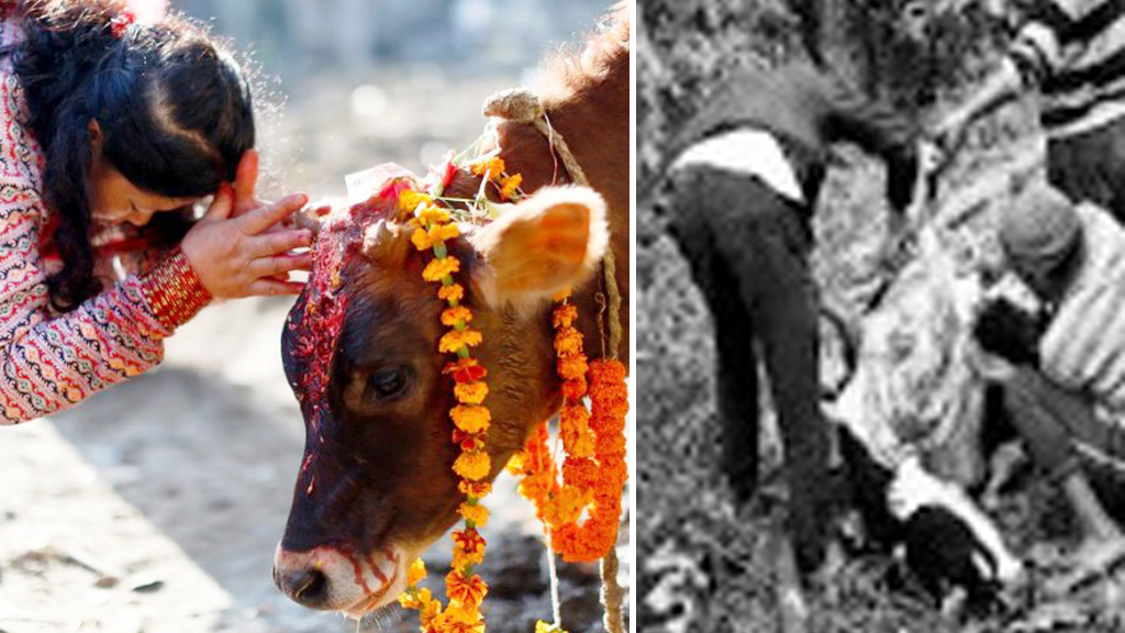 गाई का’ट्दै गरेका तीन जनालाई यसरी घरैदेखि उठायो प्रहरीले