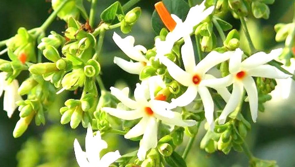 सूर्यको किरण आउनुभन्दा अघि पारिजातको फुल किन भुँइमा झर्छ ?