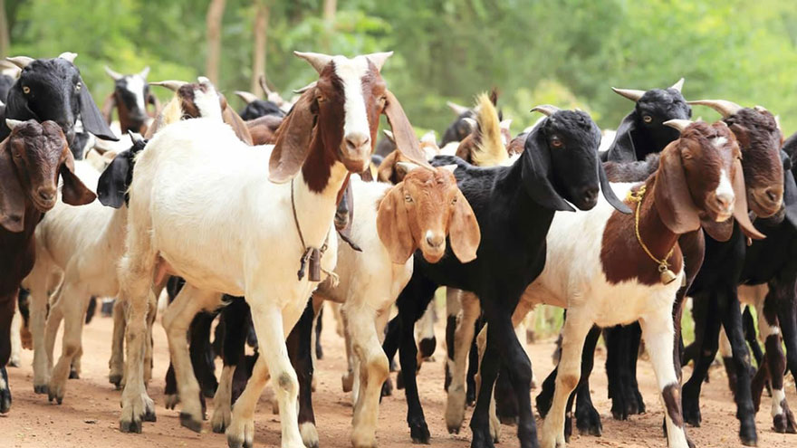 दसैंका लागि ३ हजार खसी बोका ल्याइने, घटस्थापनादेखि विक्री