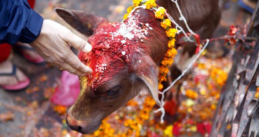 सर्वोच्च अदालतद्वारा गाईलाई राष्ट्रिय जनावर बनाउने प्रस्ताव खारेज !