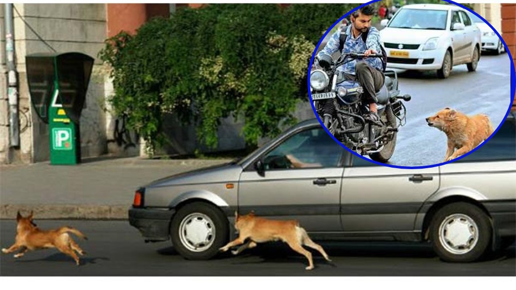 कुकुरहरु किन गाडीको पछाडि भुक्दै दौडिन्छन्? यस्तो छ कारण