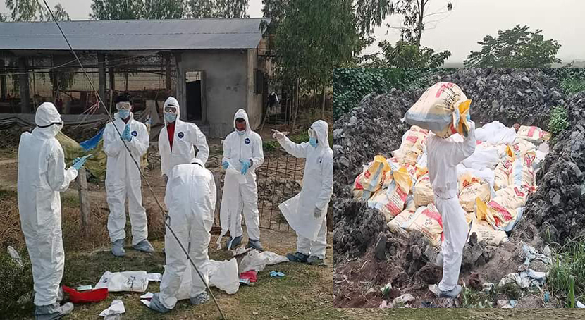 मोरङका चार कुखुरा फार्ममा बर्डफ्लु भेटियो