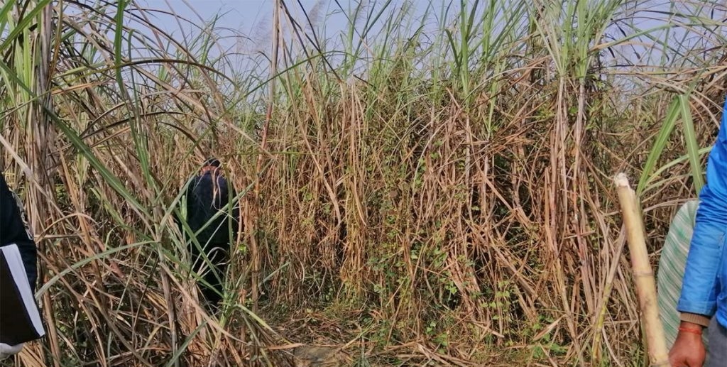 मोरङको उखुबारी घट्ना : ‘लेनदेन मिलाउन हिंडेका थिए, उखुबारीमा शव भेटियो’