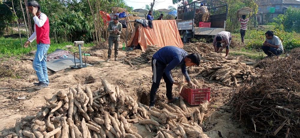 नजिकिँदै माघे संक्रान्ति : किसानलाई तरुल खन्ने चटारो (तस्बिर)
