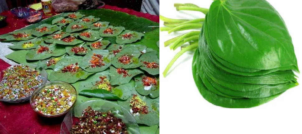 नेपालीले एक वर्षमा ३ करोड १४ लाखभन्दा बढीको पानको पात चपाए