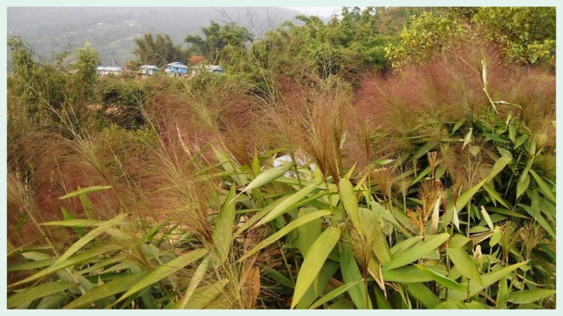 ५ वर्षमा साढे २ अर्बको अम्रिसो निर्यात