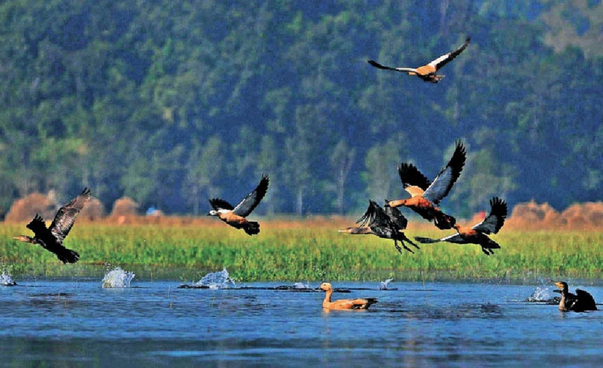 नेपालमा आजदेखि चरा गणना सुरु, तीन सय ५० जना विज्ञ र संरक्षणकर्मीको सहभागि