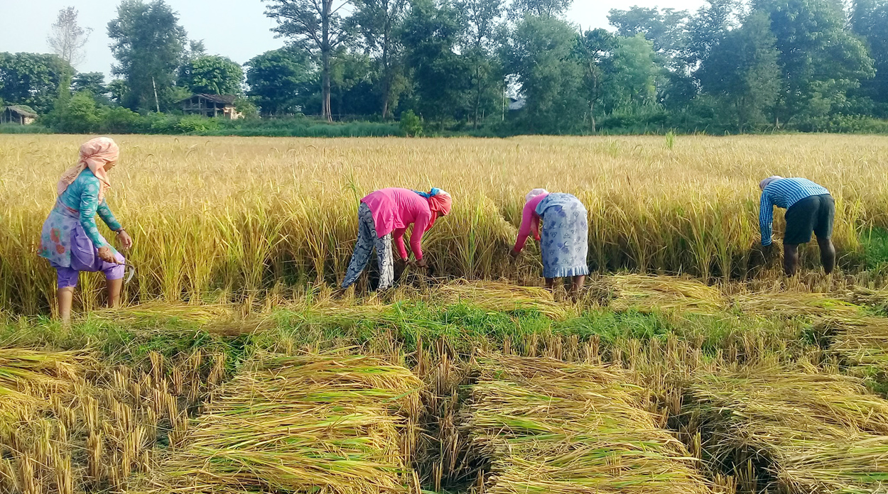 पानी पर्न रोकिएपछि किसान खुशी, पाकेर भित्र्याउने भएको धान काट्न व्यस्त