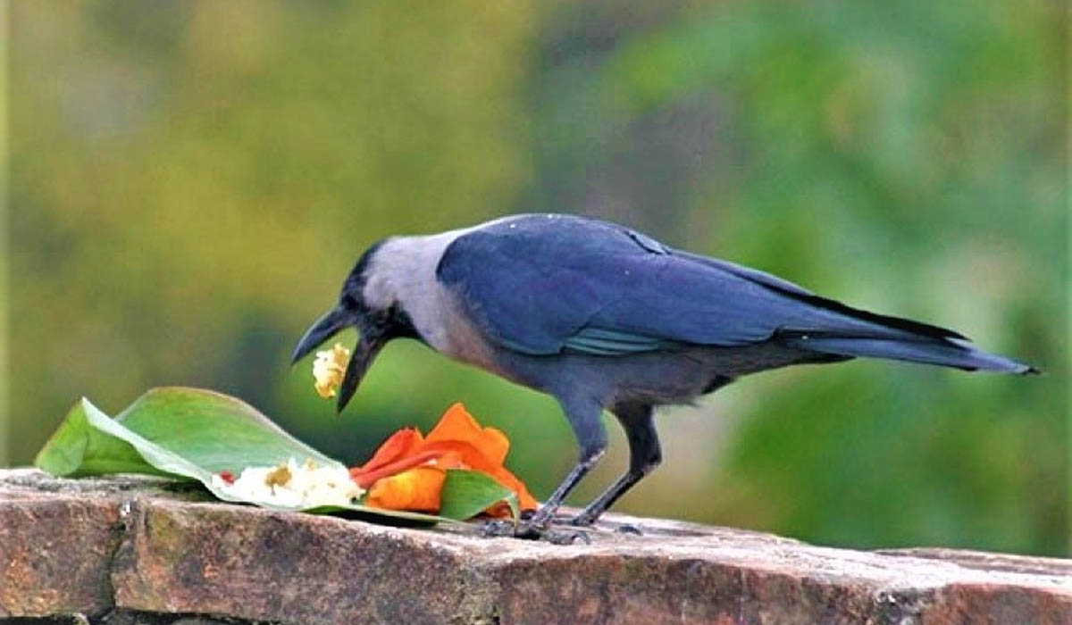 आज काग तिहार